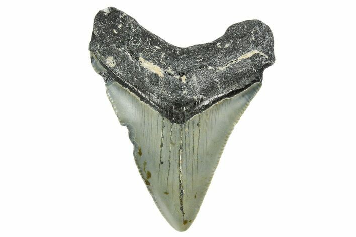 Serrated, Juvenile Megalodon Tooth - North Carolina #352414